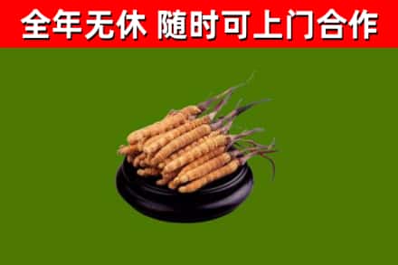 澄城回收散虫草