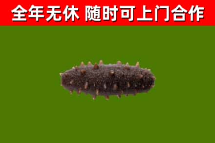 澄城回收海参干